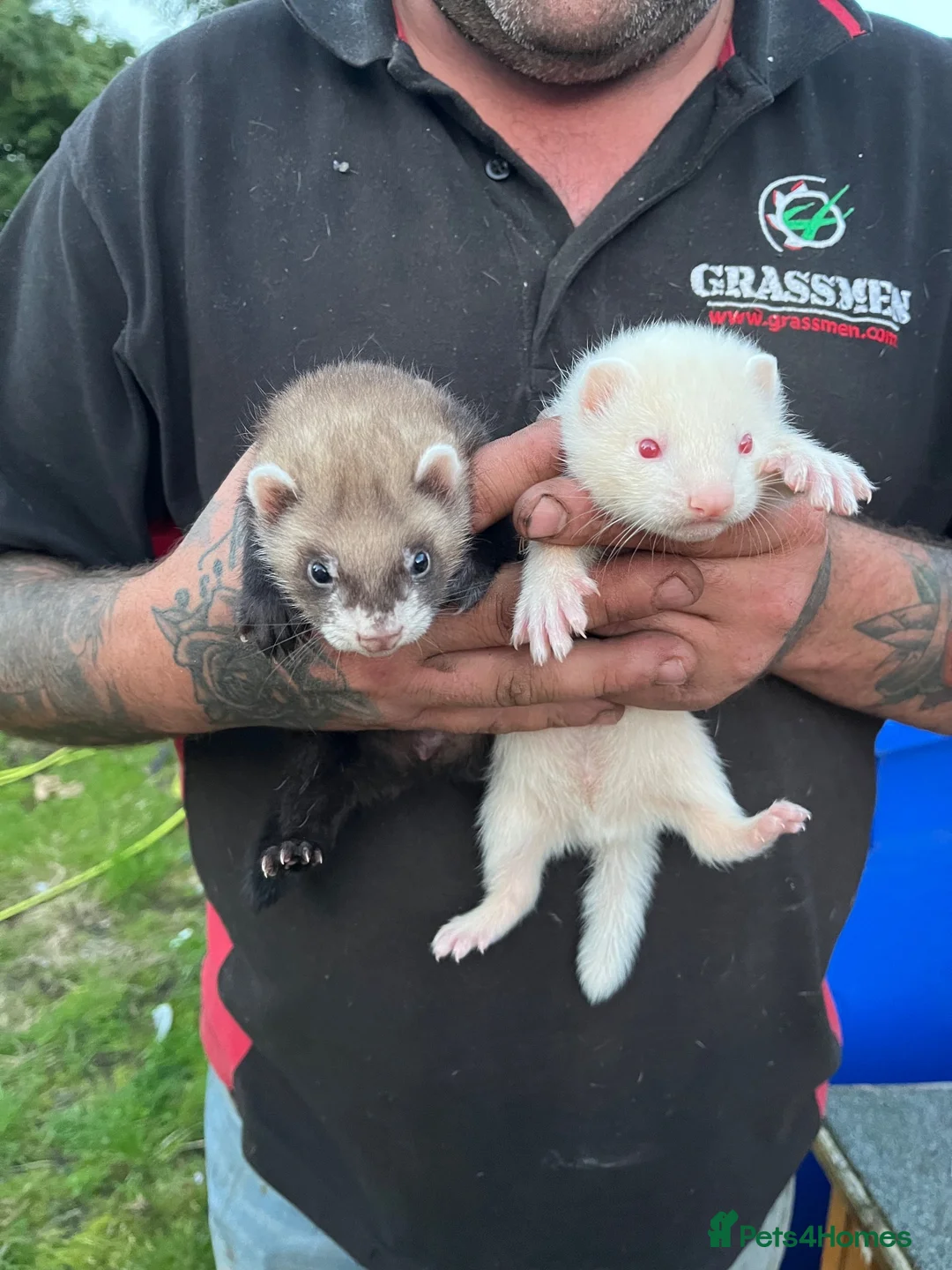 Ferret rodents for sale: Male young ferrets - Advert 2