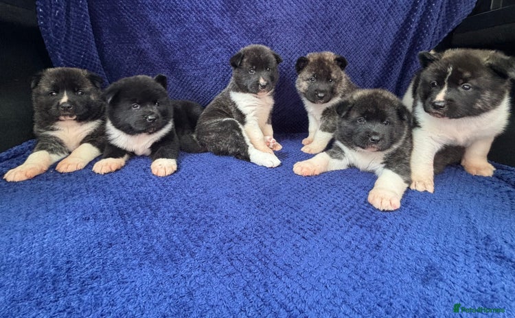 Akita dogs - Advert 2
