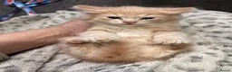 Mixed Breed cats for sale: Ginger Boy - Advert 11