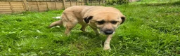 Mixed Breed dogs for adoption: Jhoana for adoption in Hastings - Advert 4