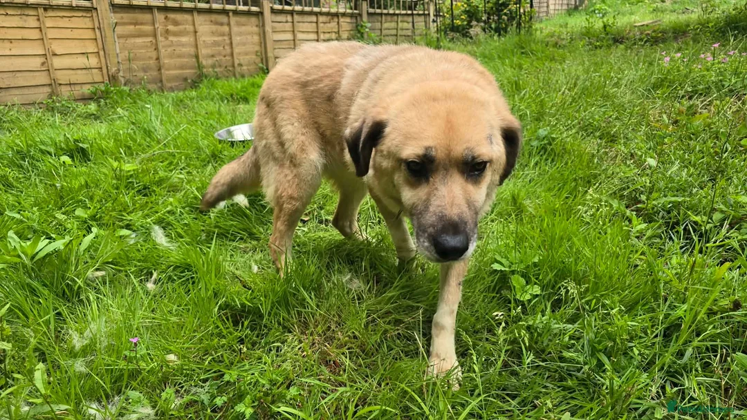 Mixed Breed dogs for adoption: Jhoana for adoption in Hastings - Advert 4