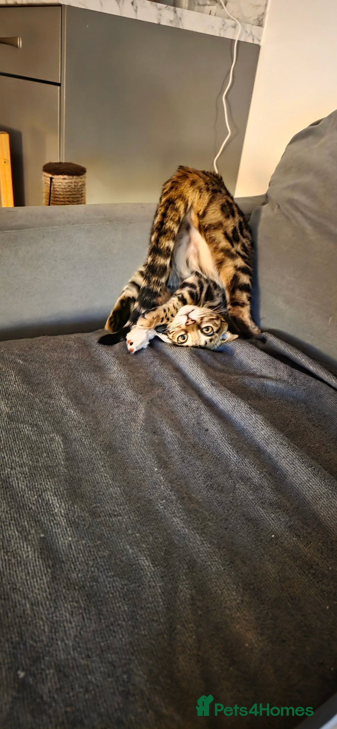 Bengal cats for sale: Bengal Kitten - 5 Month Female - Advert 7