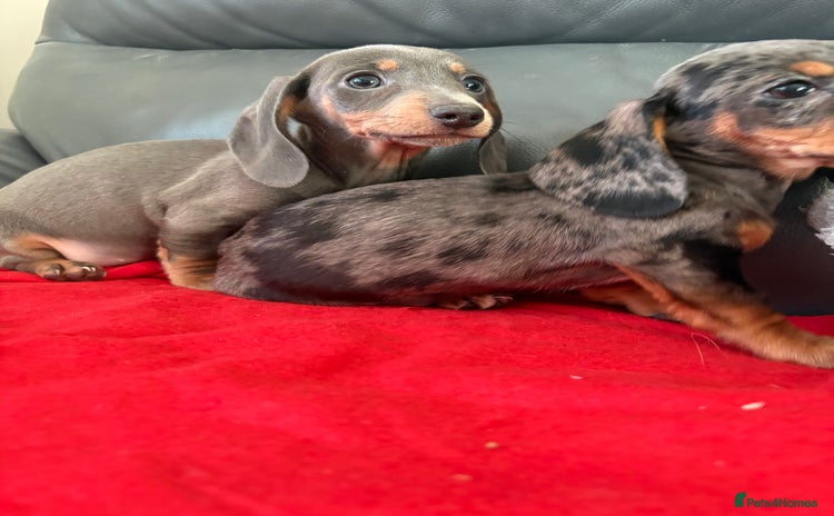 Dachshund dogs ⭐️KC reg miniature ⭐️Ready now litter Dachshunds  - Advert 12