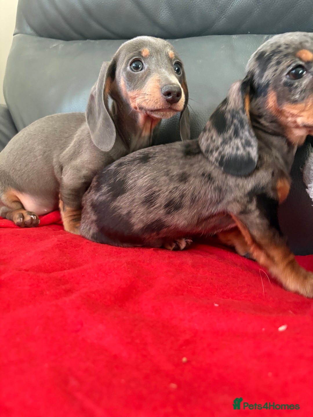 Dachshund dogs for sale: ⭐️KC reg miniature ⭐️Ready now litter Dachshunds  - Advert 1