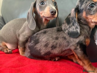 Dachshund dogs ⭐️KC reg miniature ⭐️Ready now litter Dachshunds - Advert 1
