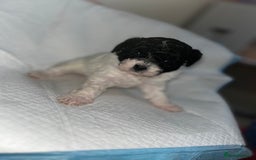 Shihpoo dogs for sale: Shihpoos  - Image 11