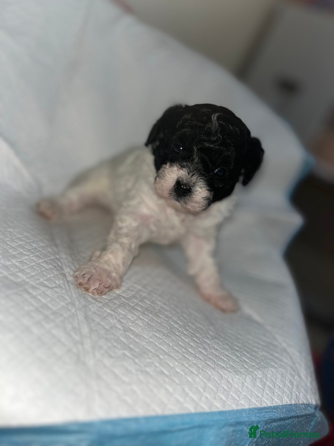 Shihpoo dogs for sale: Shihpoos  - Image 11