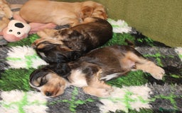 Cocker Spaniel dogs for sale: KC registered Cocker Spaniel puppies - Image 12