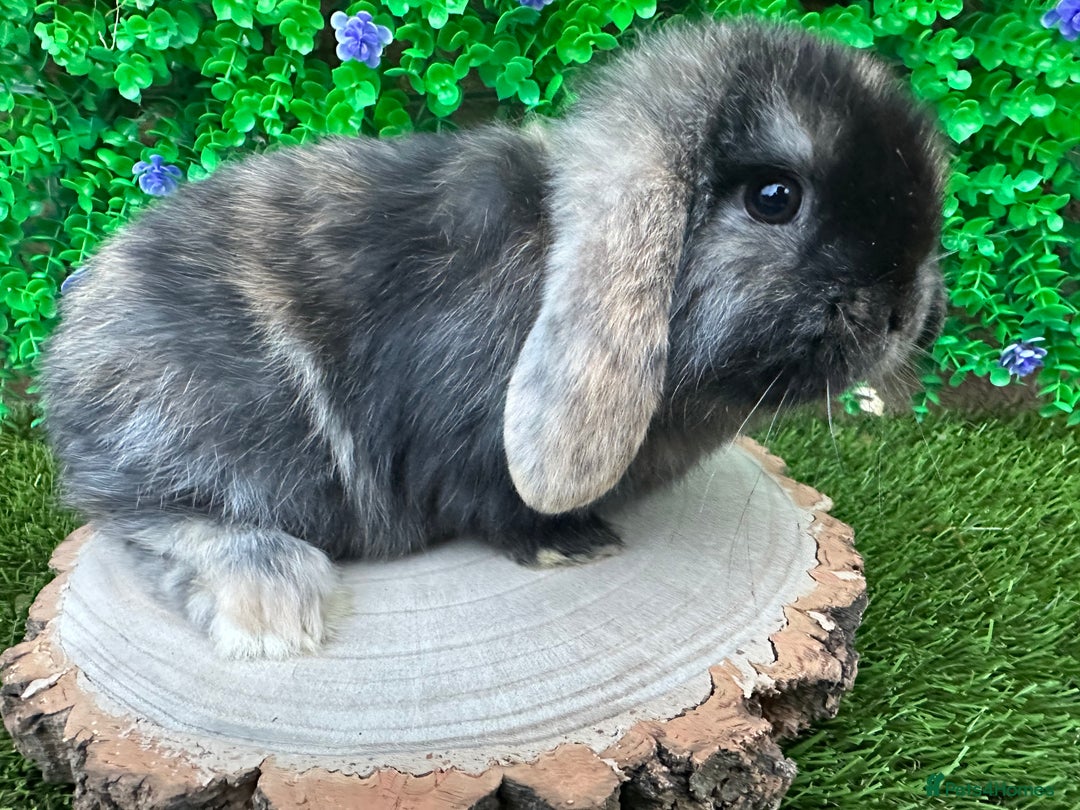 Mini Lop rabbits for sale: Stunning mini lop bunnies ready to reserve  - Advert 16