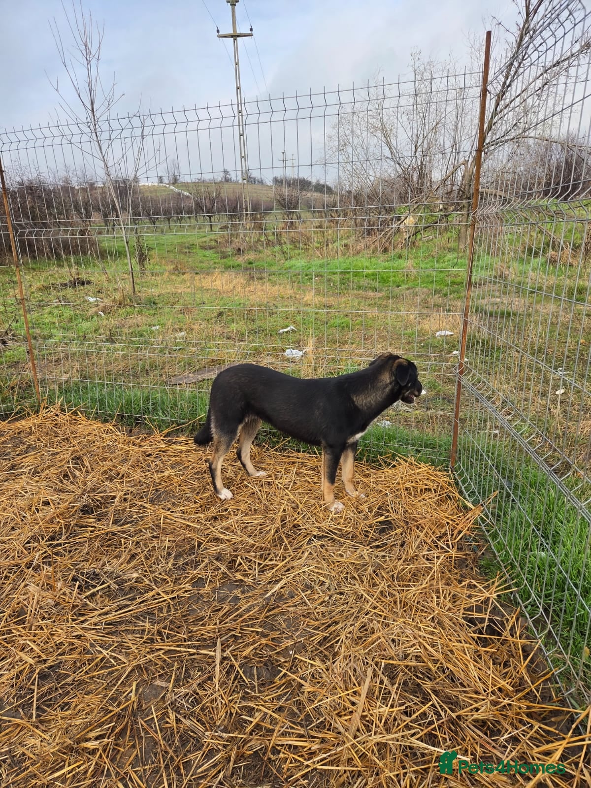 Mixed Breed dogs for adoption: 🐾 RONA -  a Lovely Girl, for a Loving Home🐾 in Bristol - Advert 27