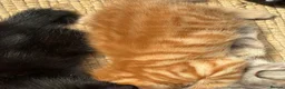 Bengal cats for sale: Bengal Cross - 2 ginger - One Black - One Grey  - Advert 29