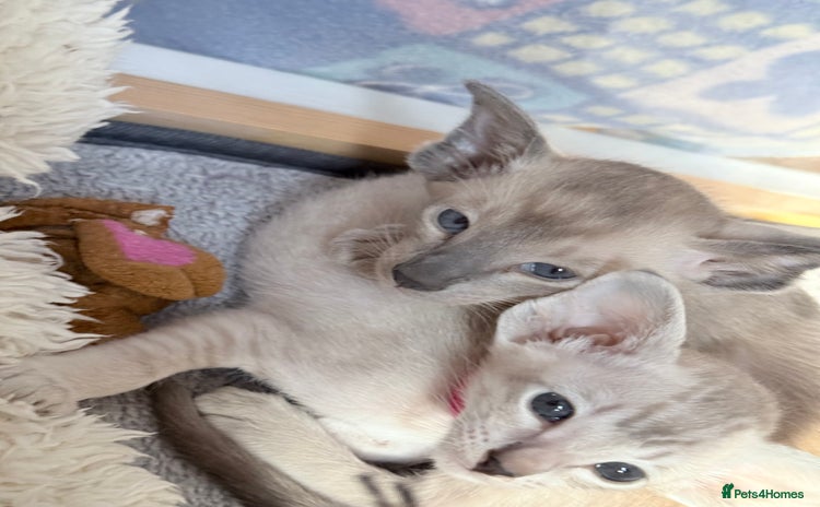 Siamese cats - Advert 1