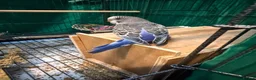 Budgerigars birds for sale: 7 week old purple boy budgies  - Advert 7