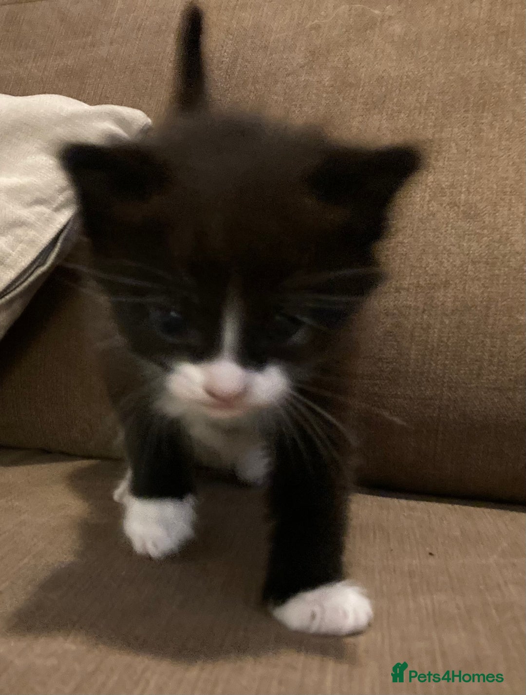 British Shorthair cats for sale: Kittens  - Image 4