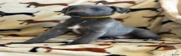 Whippet dogs for sale: Kennel club registered whippets  - Advert 11