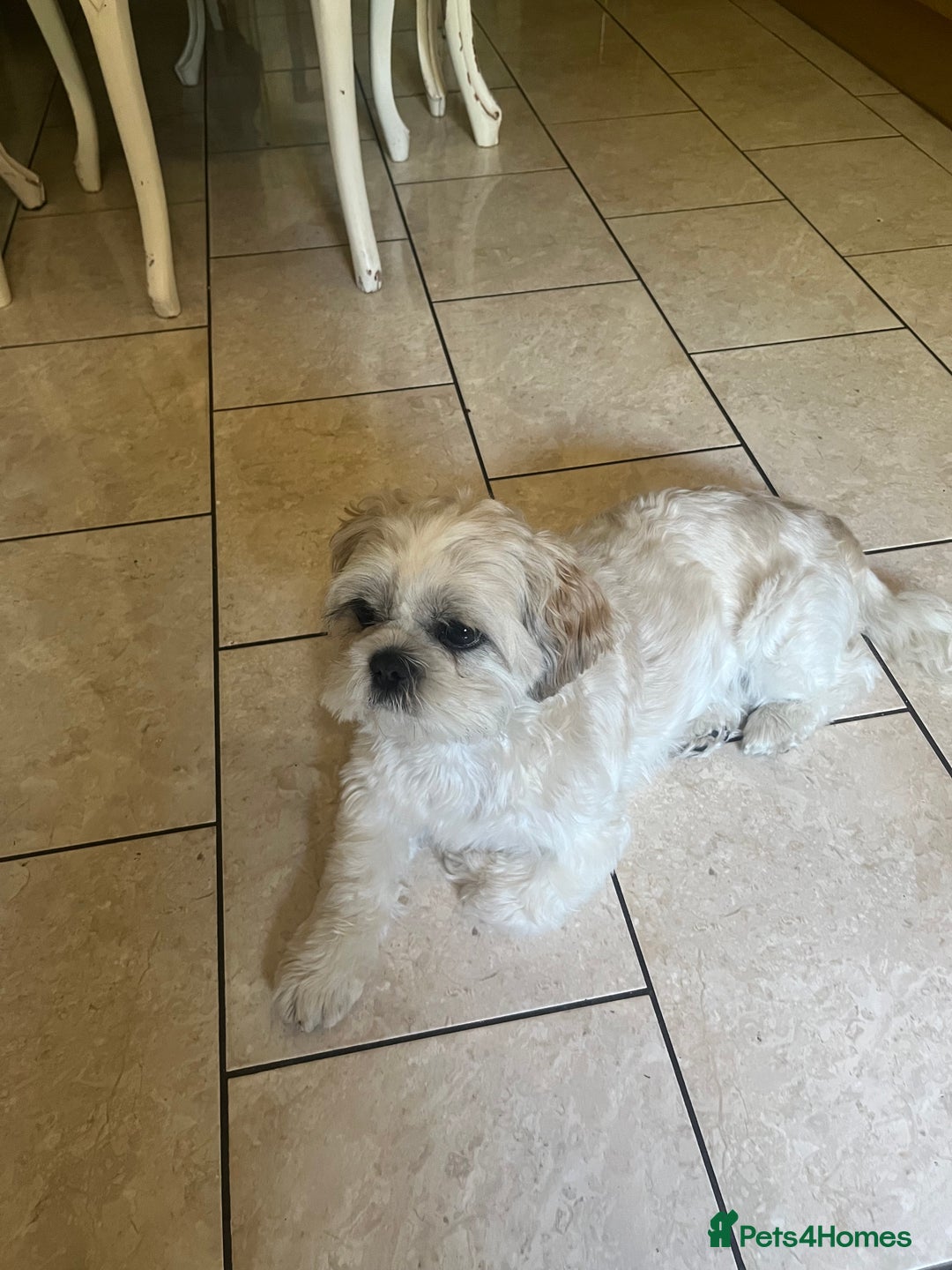 Shih Tzu dogs for stud: Looking for male stud shitzu - Image 3