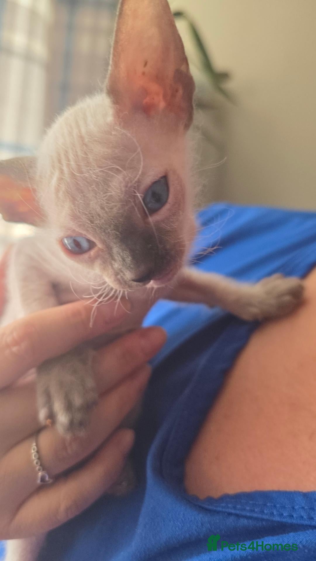 Sphynx cats Sphynx kittens 1 male 1 female left - Advert 7