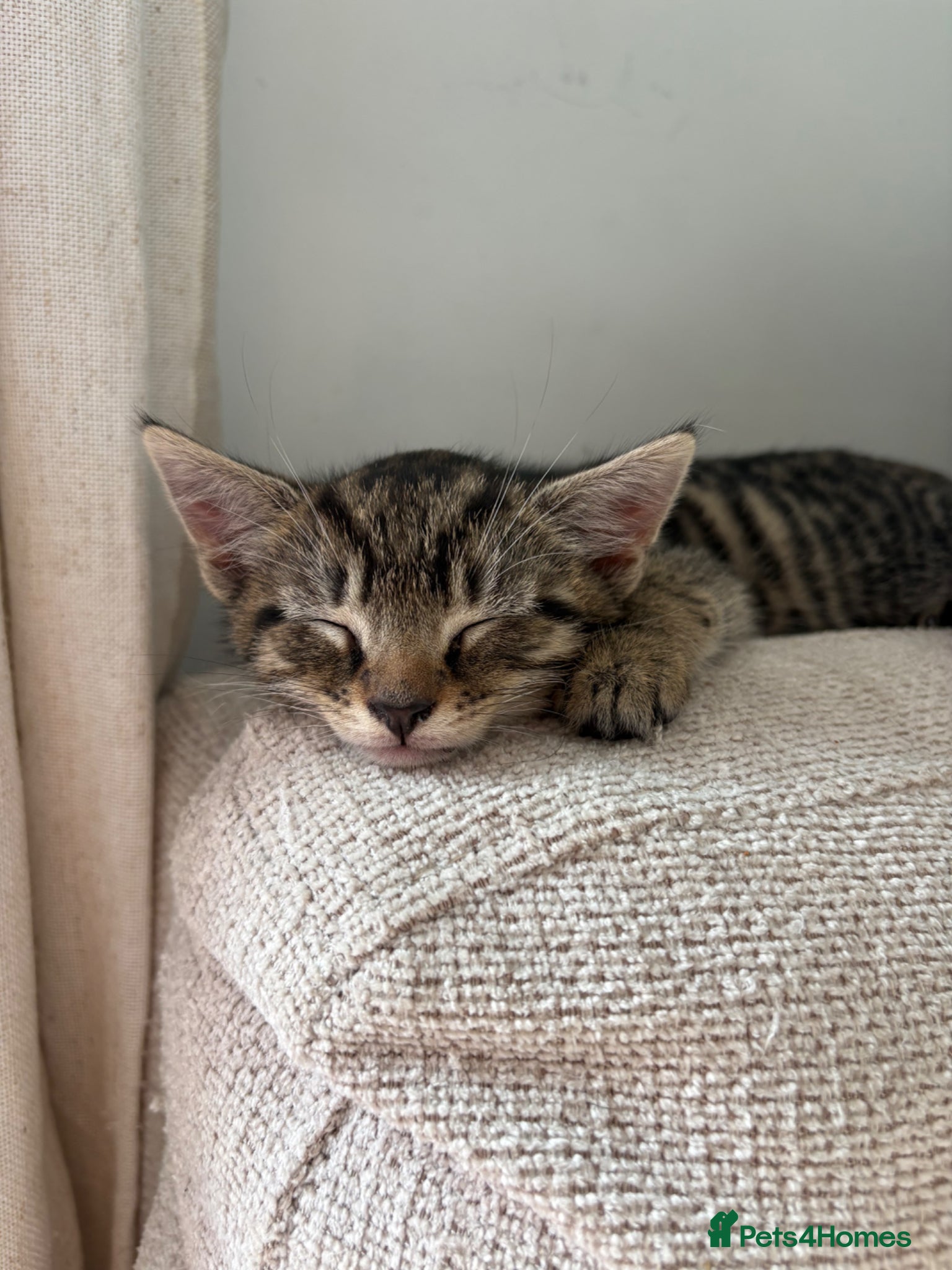 British Shorthair cats for sale: 2 Beautiful Kittens  - Advert 3