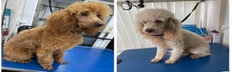 Miniature Poodle dogs for stud: Kc miniature poodles in Wakefield - Advert 4