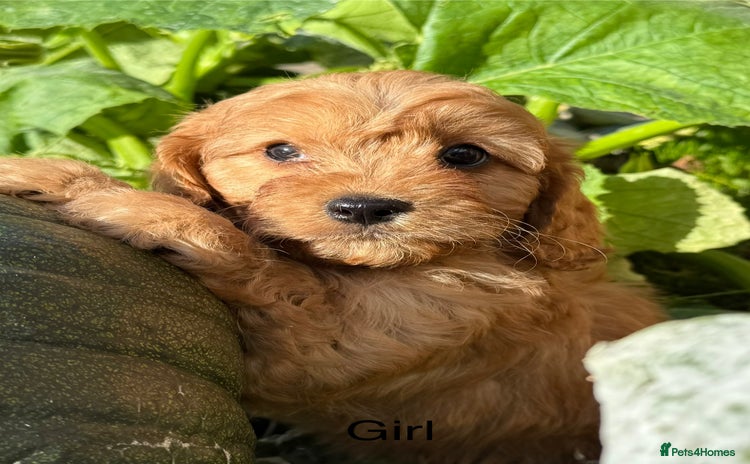 Cavapoo dogs - Advert 3