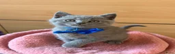 Scottish Fold cats for sale: 7 Scottish fold 😍beautiful  healthy kittens - Advert 5