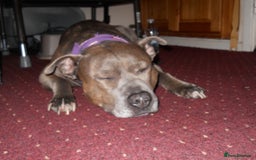 Staffordshire Bull Terrier dogs for sale: Blue staffy - Image 8