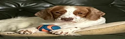 Cocker Spaniel dogs for sale: Working Cocker Spaniels - Advert 14