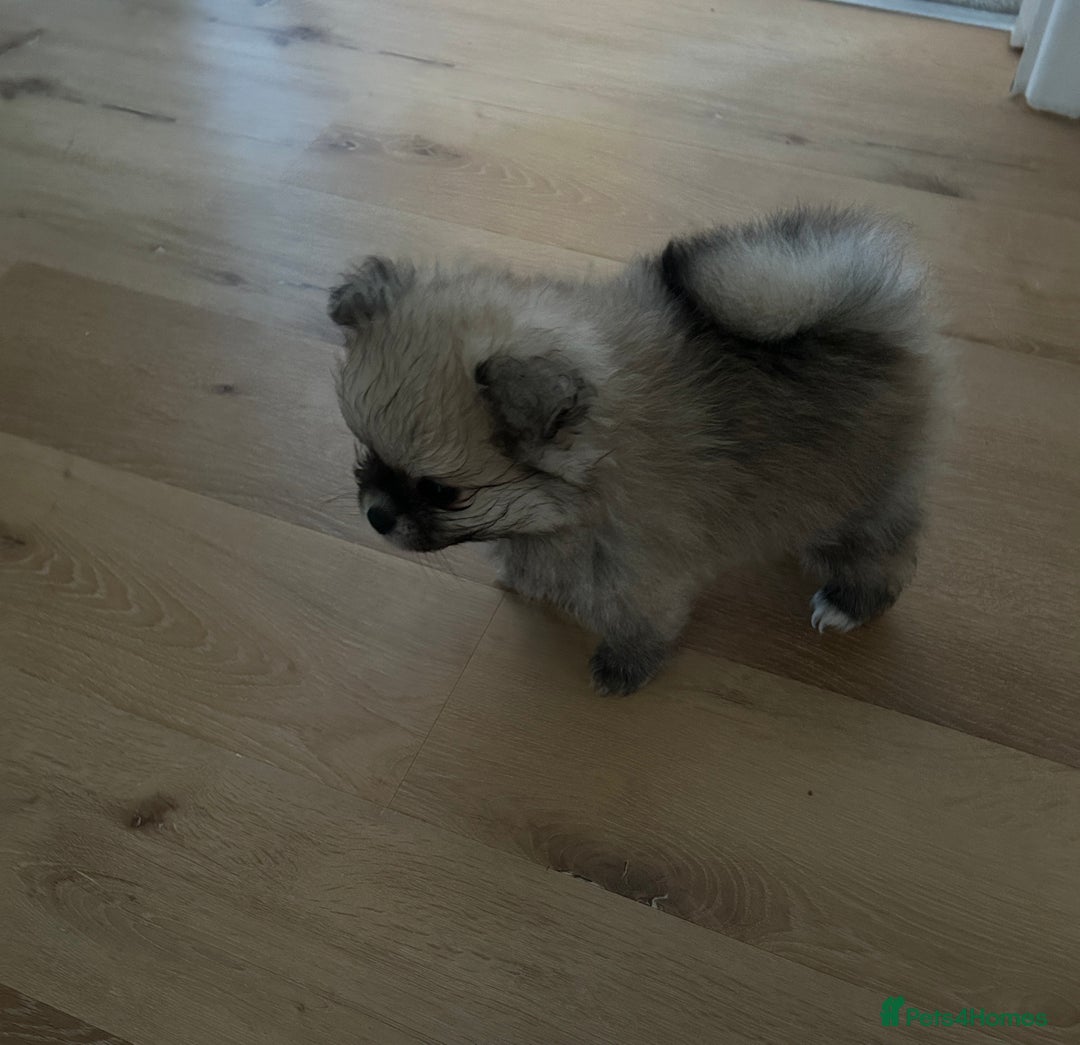 Pomeranian dogs for sale: Ready now***tiny teddy faced Pomeranian baby’s.  - Advert 28
