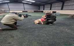 Labrador Retriever dogs for sale: Quality KC reg labs (ideal assistance/therapy dog) - Image 16