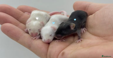 Mouse rodents - Advert 8