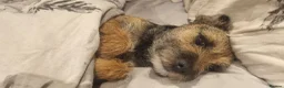 Border Terrier dogs for stud: Male border terrier  in Ruthin - Advert 22