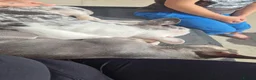 French Bulldog dogs for sale: Male frenchie in Newtown - Advert 3