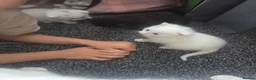 Mixed Breed cats for sale: Female white kittens - Advert 6