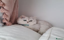 Persian cats for sale: White silver male persian cat kitten sale - Image 2