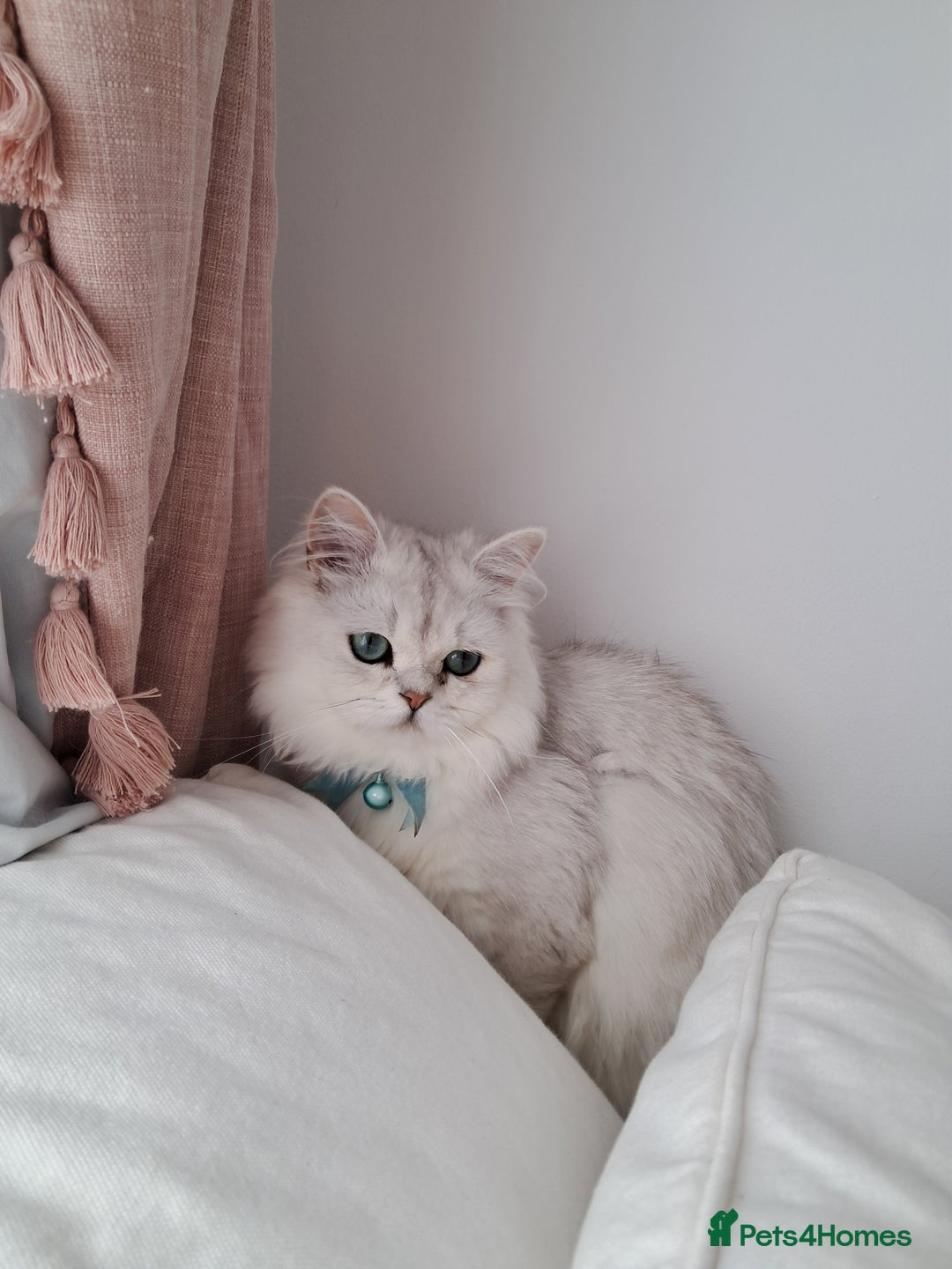 Persian cats for sale: White silver male persian cat kitten sale - Image 2