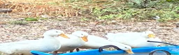 Ducks poultry for sale: Cherry valley ducks - Advert 2