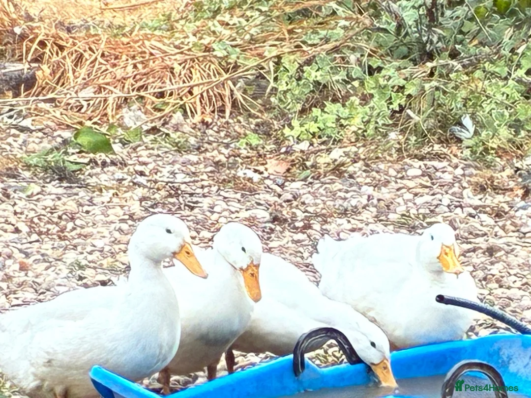 Ducks poultry for sale: Cherry valley ducks - Advert 2