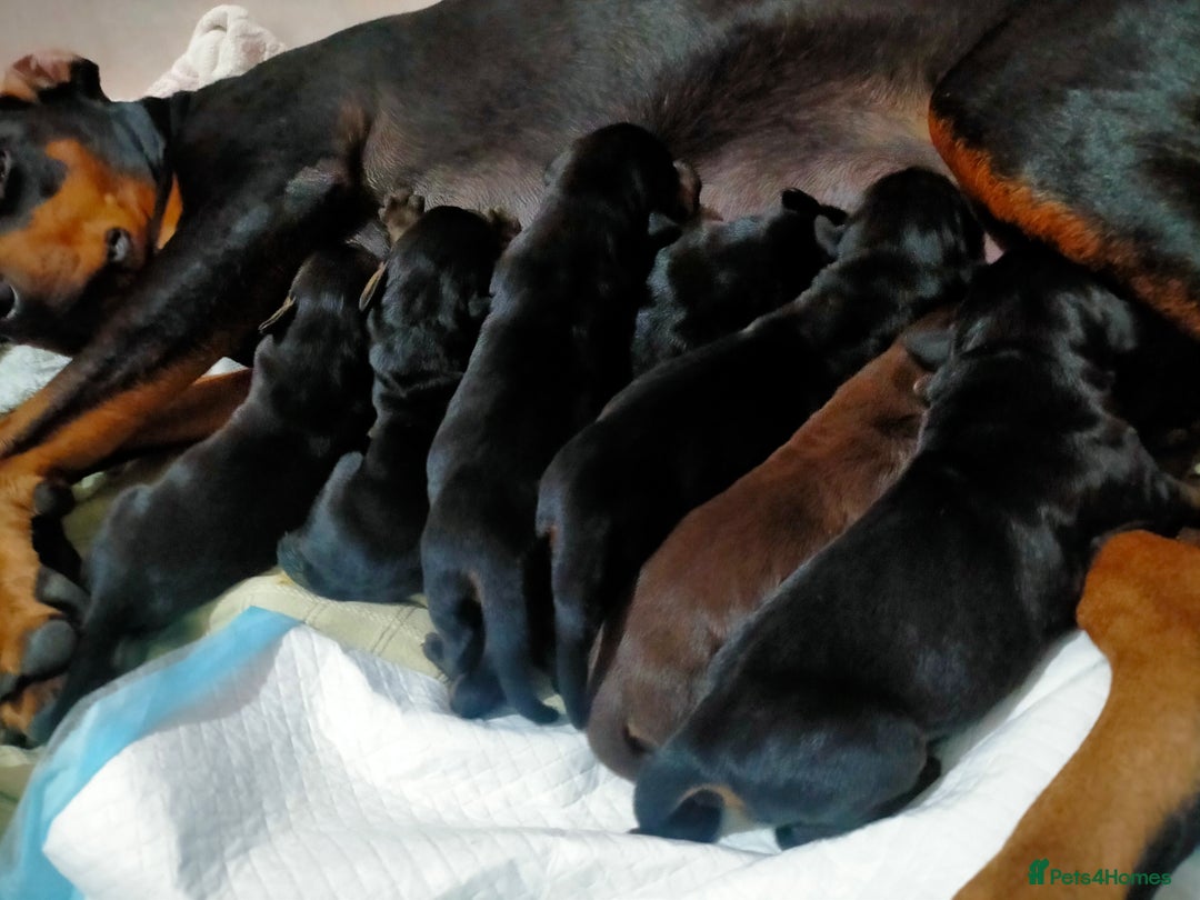 Dobermann dogs for sale: Dobermann puppies - Image 14
