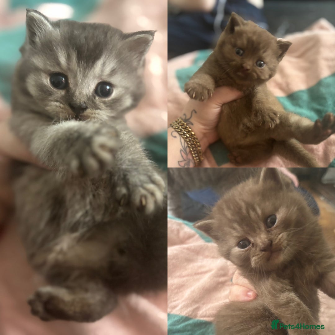 British Shorthair cats for sale: GCCF British Shorthair kittens - Image 1