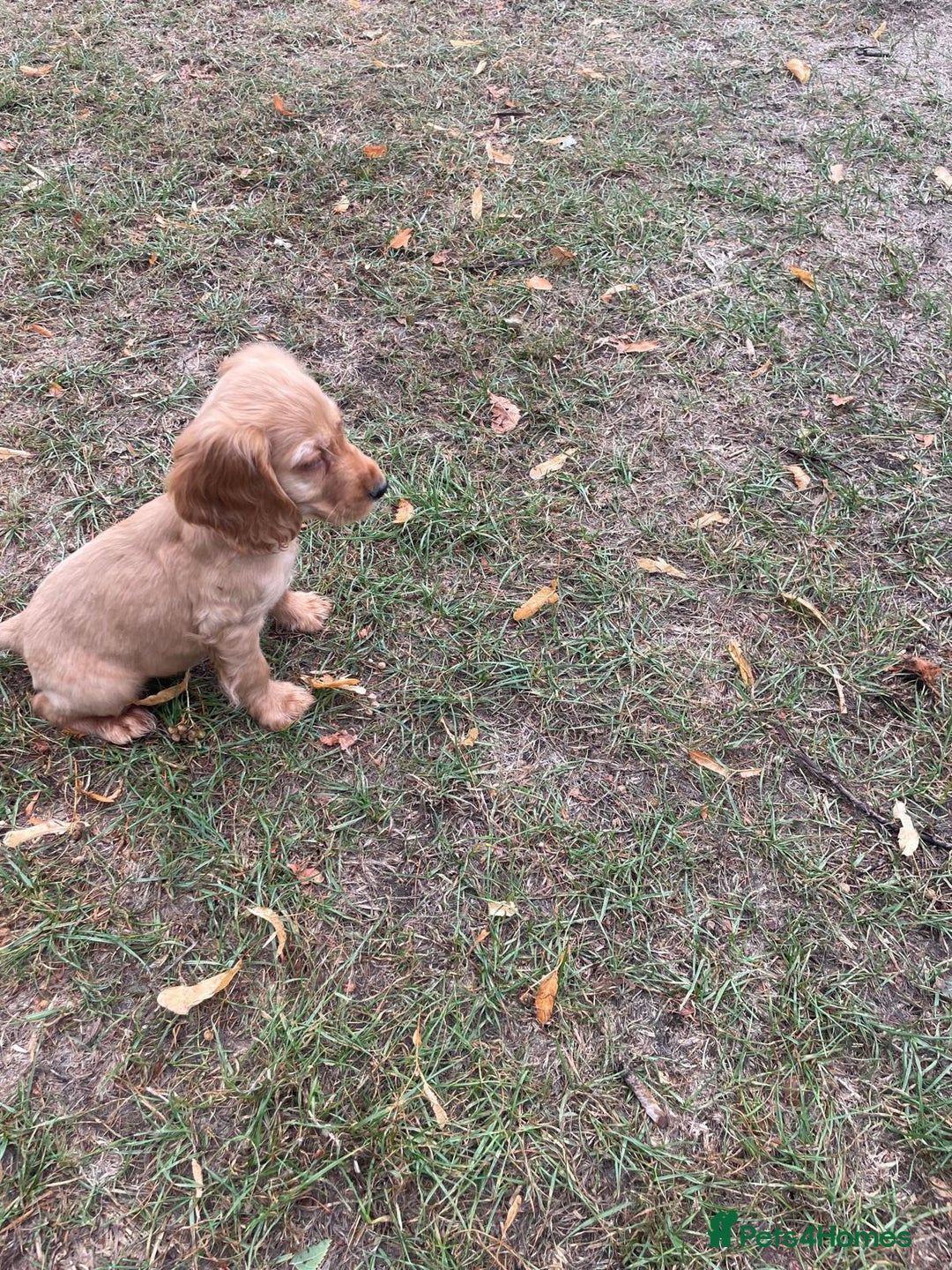 Cocker Spaniel dogs for sale: Cocker spaniel puppies  - Image 3