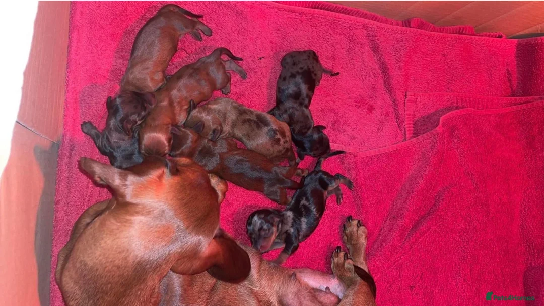 Miniature Dachshund dogs for stud: KC REG SILVER DAPPLE & TAN STUD CARRYING CREAM in Irvine - Advert 16