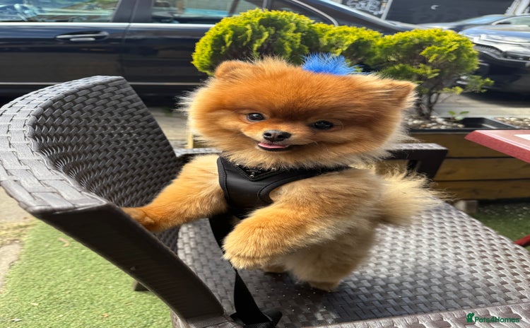 Pomeranian dogs - Advert 1