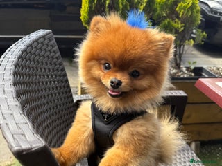 Pomeranian dogs Gorgeous sable Pom for rehome - Advert 5