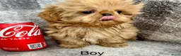 Shih Tzu dogs for sale: Tiny imperial Shih Tzu puppies  - Advert 2