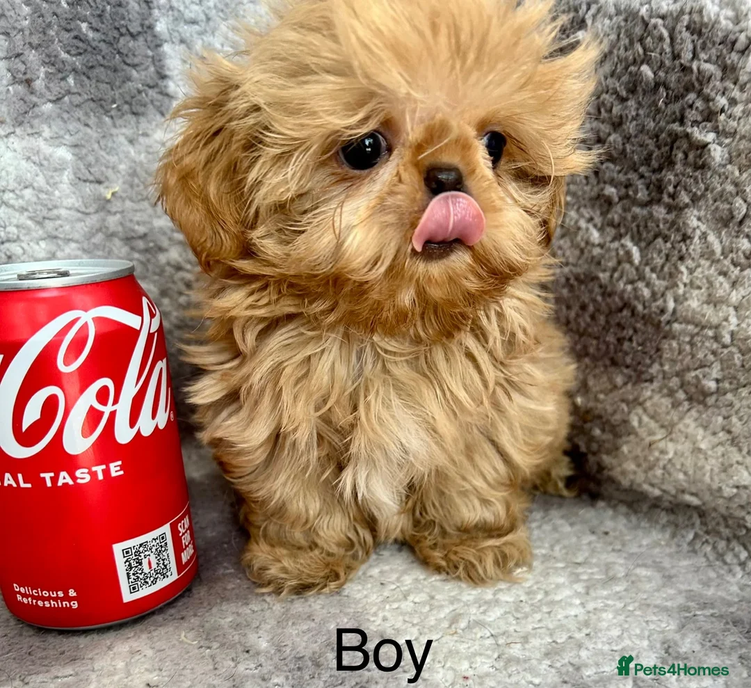 Shih Tzu dogs for sale: Tiny imperial Shih Tzu puppies  - Advert 2