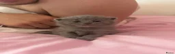 British Shorthair cats for sale: British Shorthair  - Advert 13