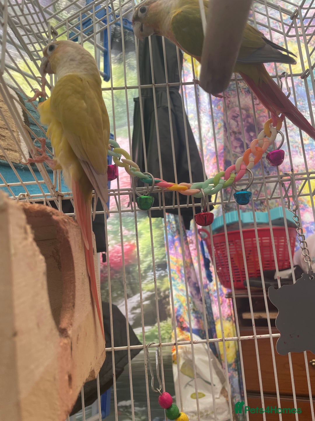 Conures birds for sale: Pineapple Conoures - Image 3