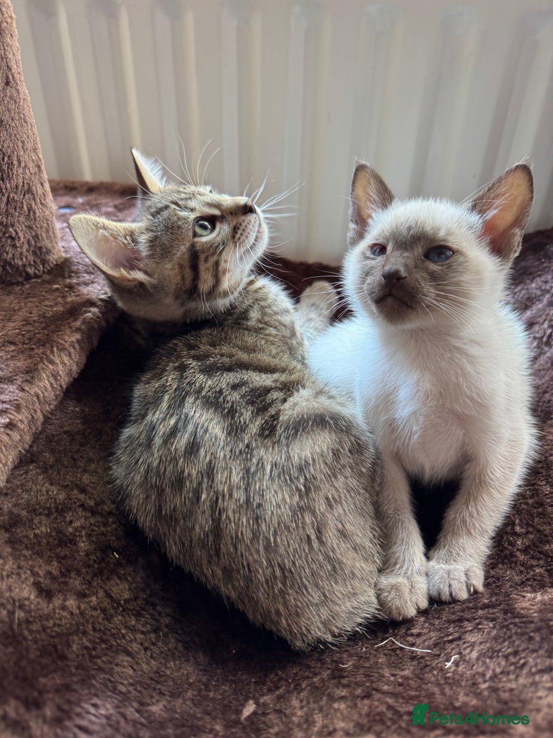 Siamese cats for sale: 2x 8 month old kittens - Siamese and BengalxTabby - Advert 6