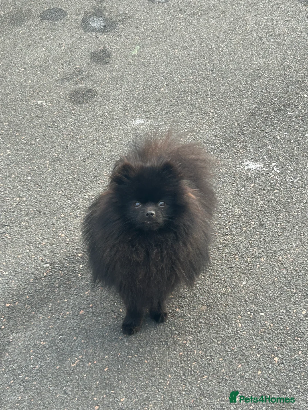 Pomeranian dogs for sale: Pomeranian male  - Advert 1