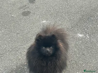 Pomeranian dogs Pomeranian male - Advert 2